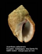 Acanthais callaoensis